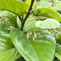 Shorea lissophylla Thwaites